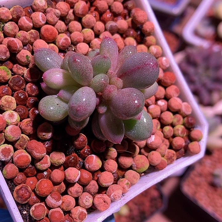 香香雪锦多肉植物