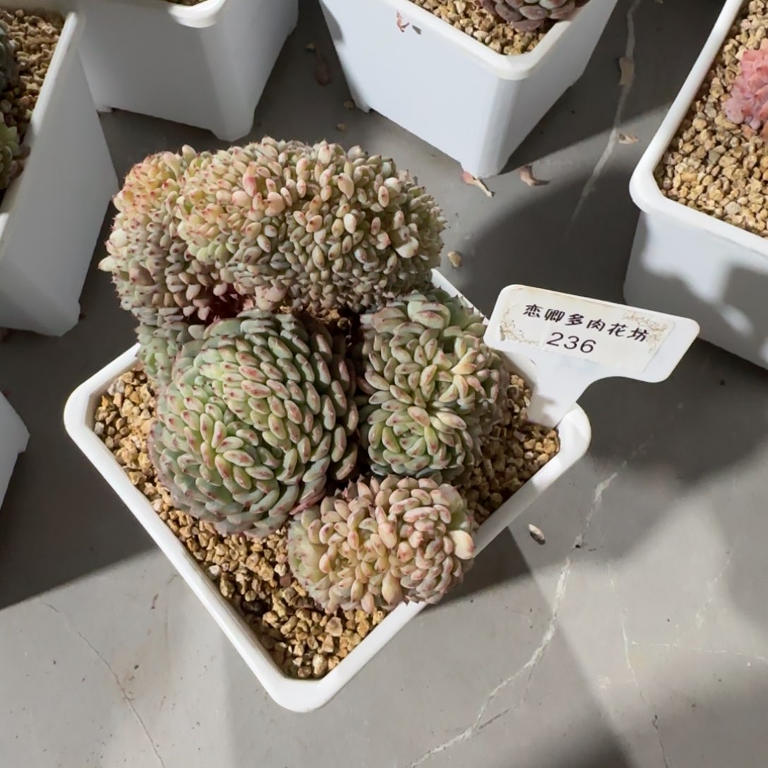 236白胖子缀老桩无砍000