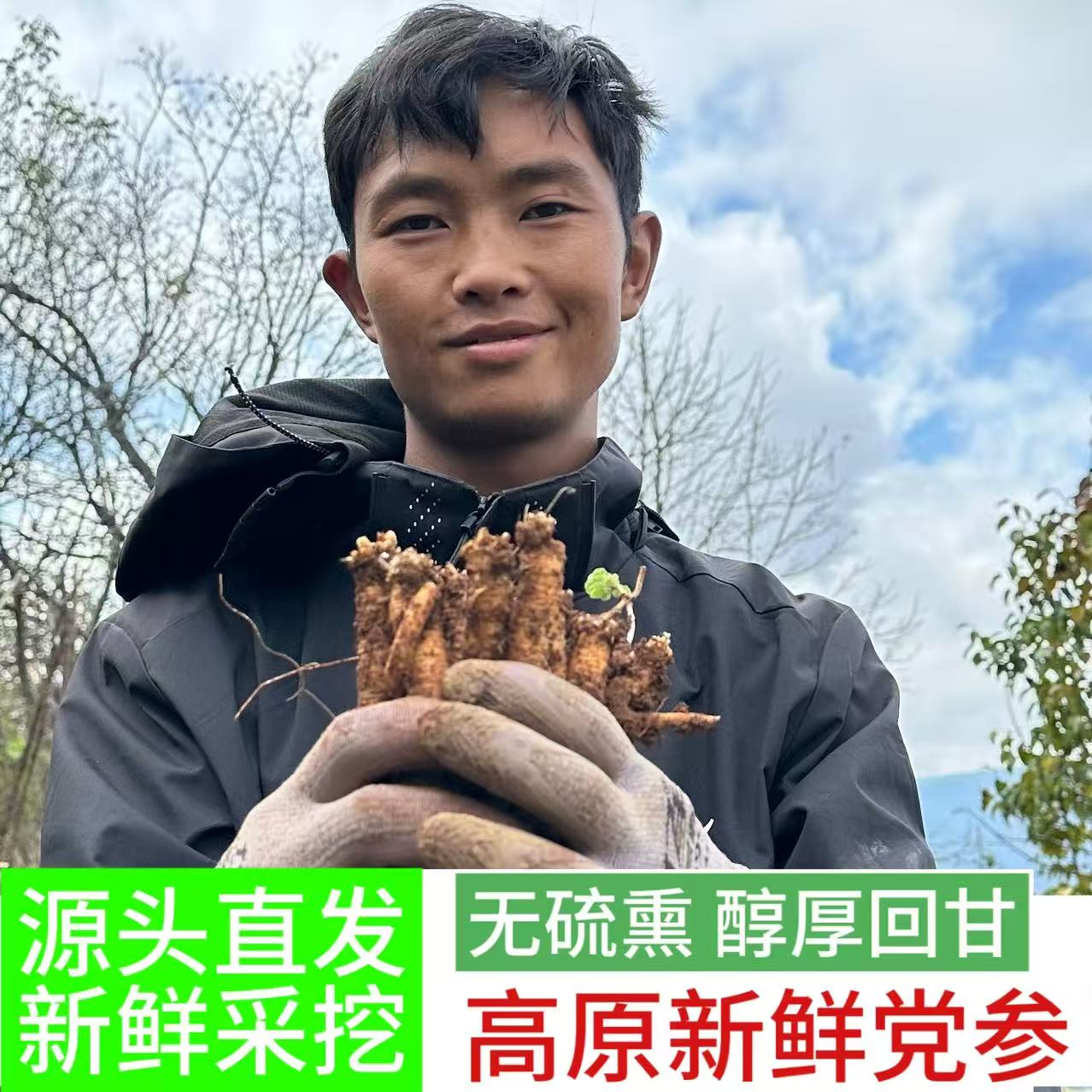 贵州威宁高海拔鲜党参（小条）