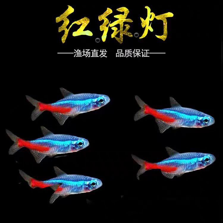 红绿灯鱼小型热带灯科观赏鱼淡水宝莲灯鱼群耐活游鱼
