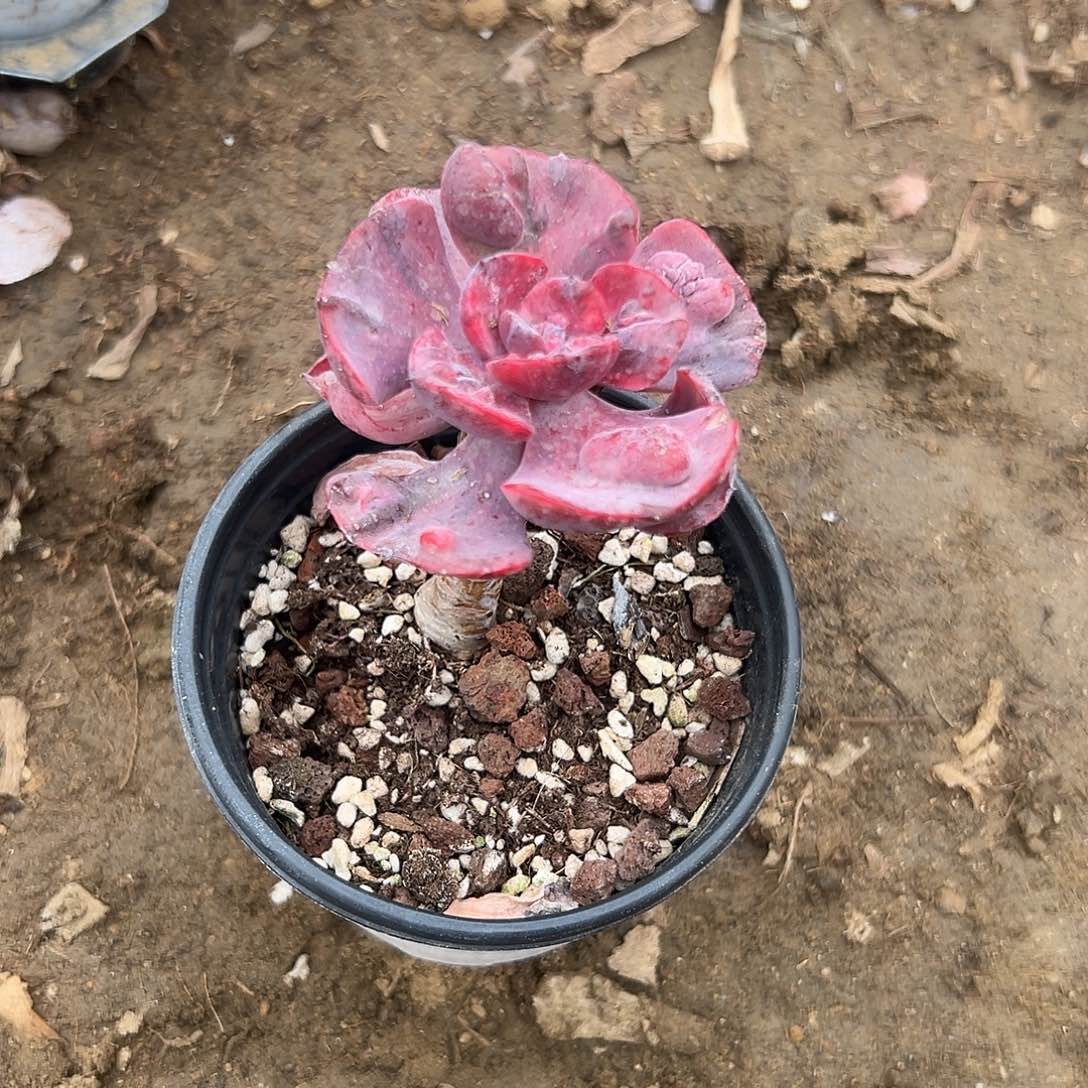 多肉植物多肉植物