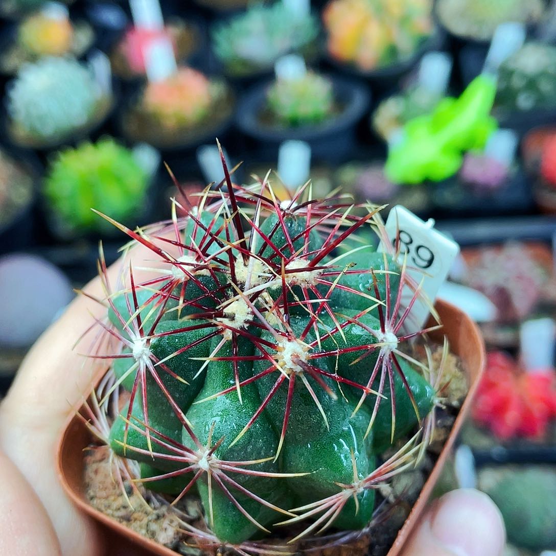 非偏远地区满25包邮仙人球