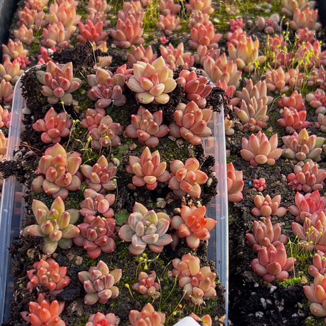 929量拍一盒保底24多肉