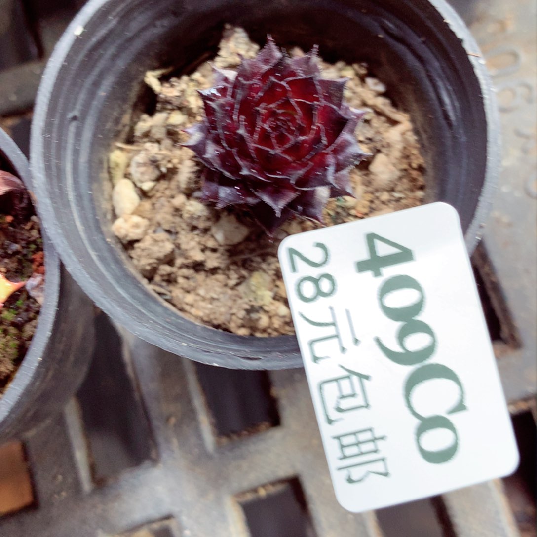 5厘米精控多肉409