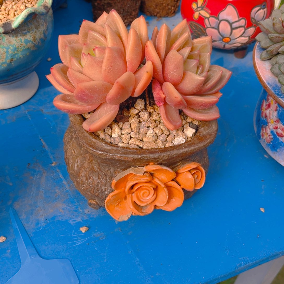 ღ***এ多肉植物组合盆栽植物