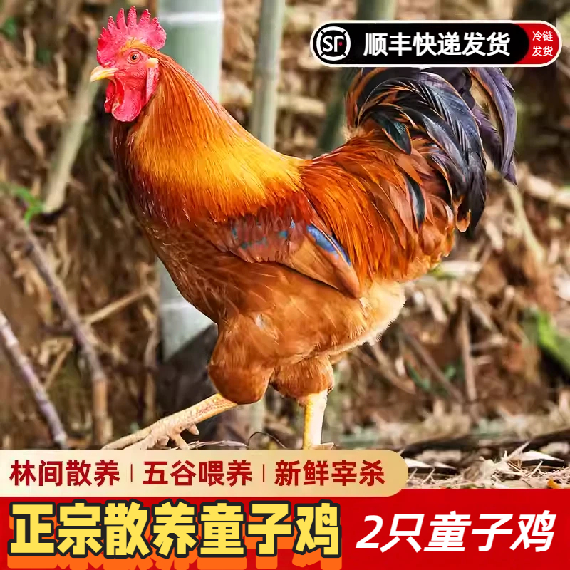 皖南农家纯正散养谷物农林跑山土鸡童子鸡喂养150天两只装
