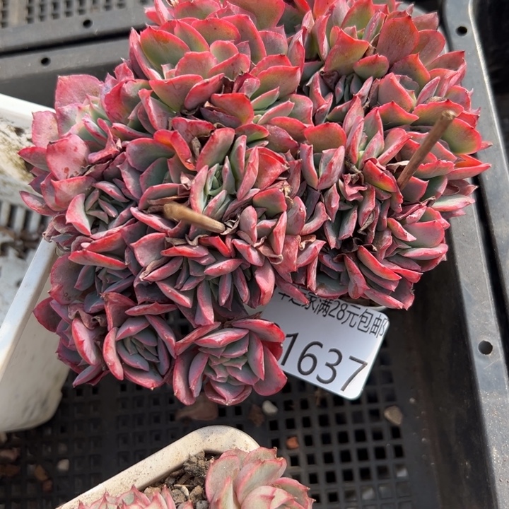 幸运儿是一位非常幸运