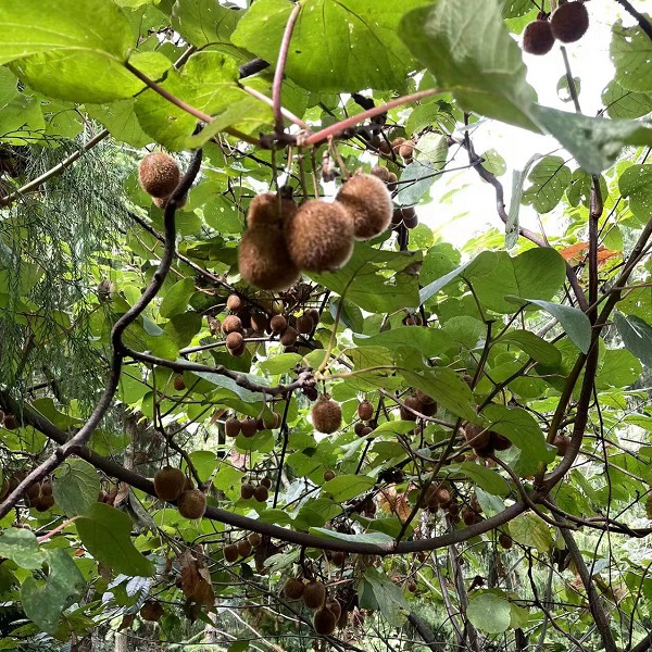 野生四川猕猴桃自然味道