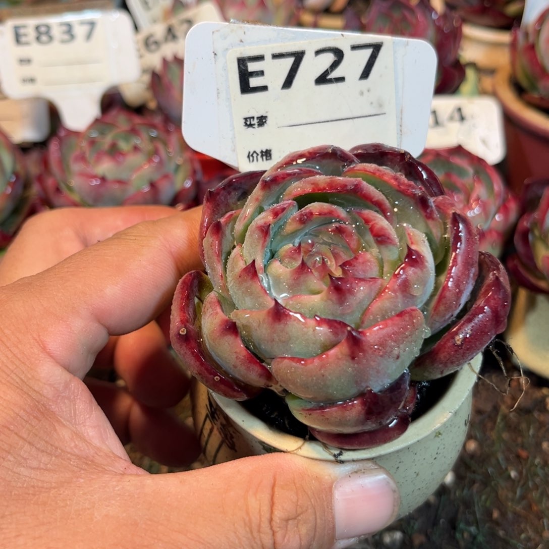 惊鸿一瞥727号多肉