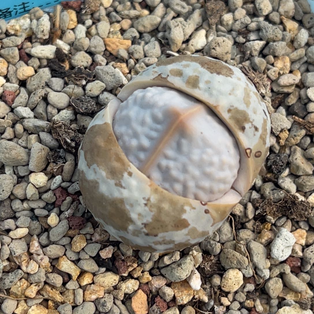 6511高尔夫一颗。   