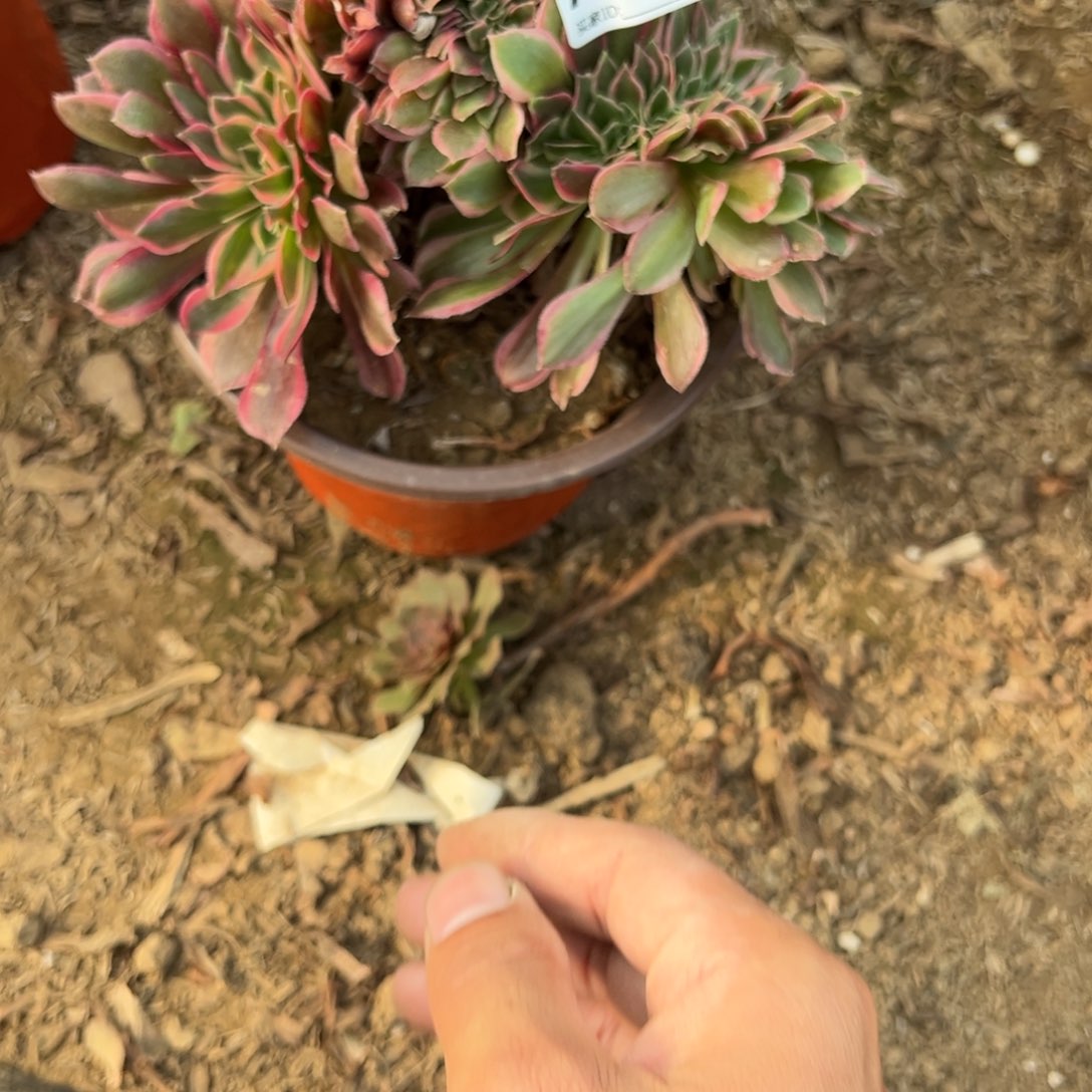 900红袖缀化多肉植物