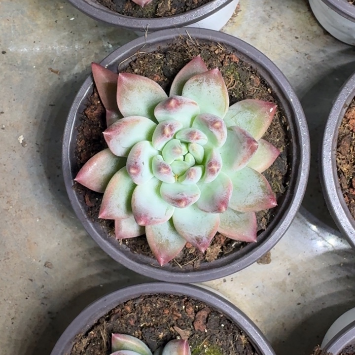 韦斯特曼 单头 一物一拍