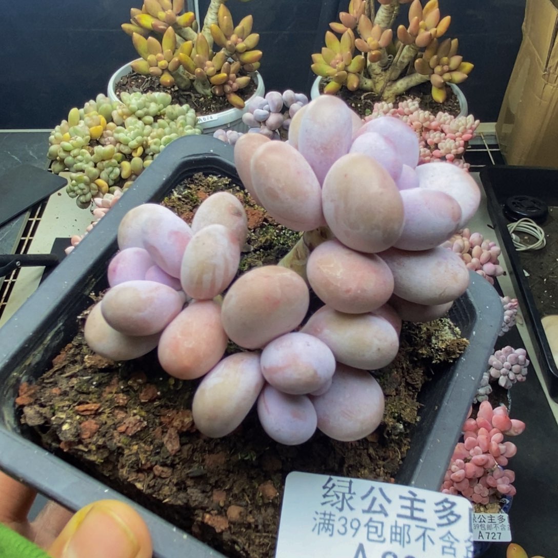 801水光针多肉6c m