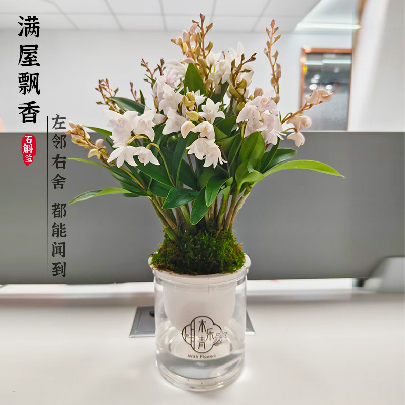 【带花剑花苞】新品澳洲白玉香水石斛兰水培浓香室内绿植花卉盆栽
