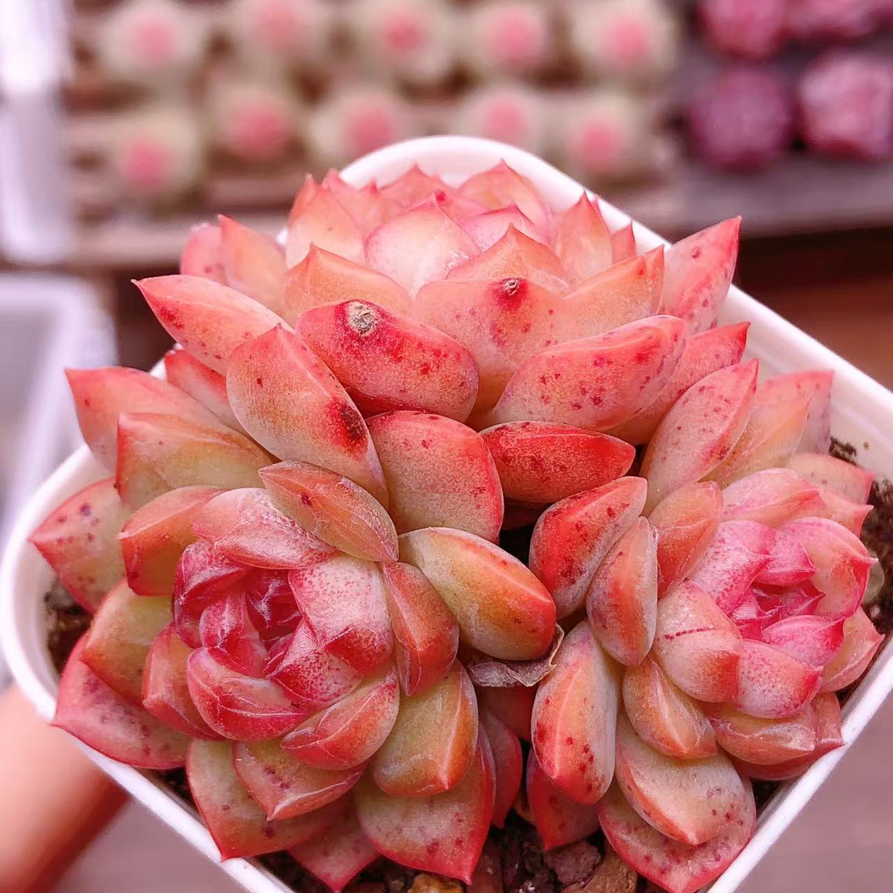 多肉植物   群生琴心一颗（尺寸5左右）满28包邮除偏远