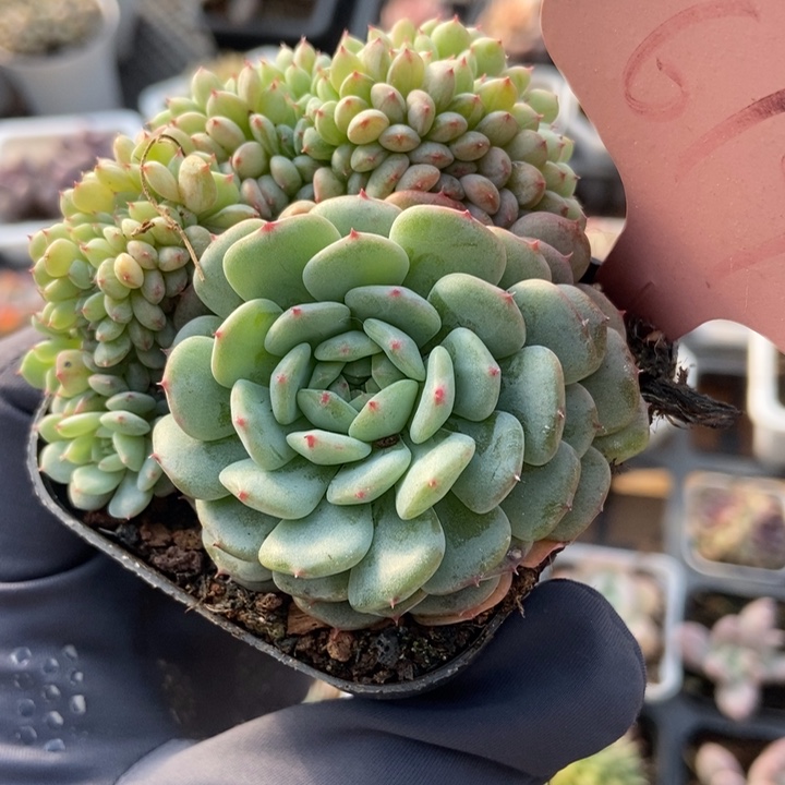 619白胖子多肉植物保护