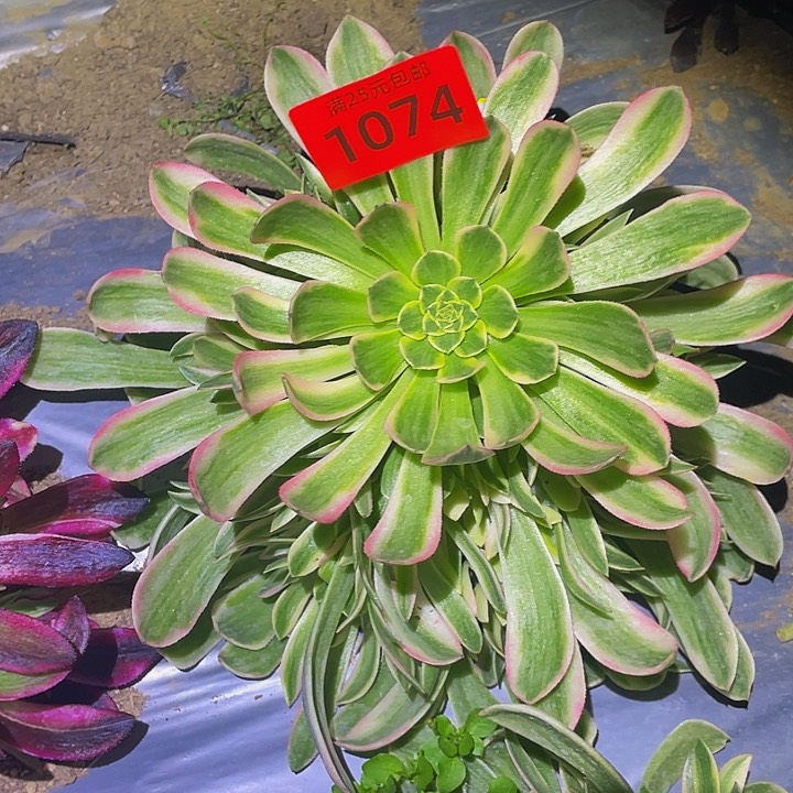 1074粉琉璃多肉植物