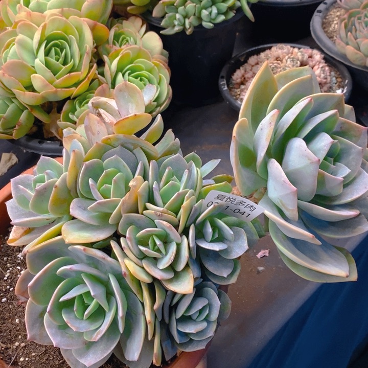 夏悦多肉0211-41白凤