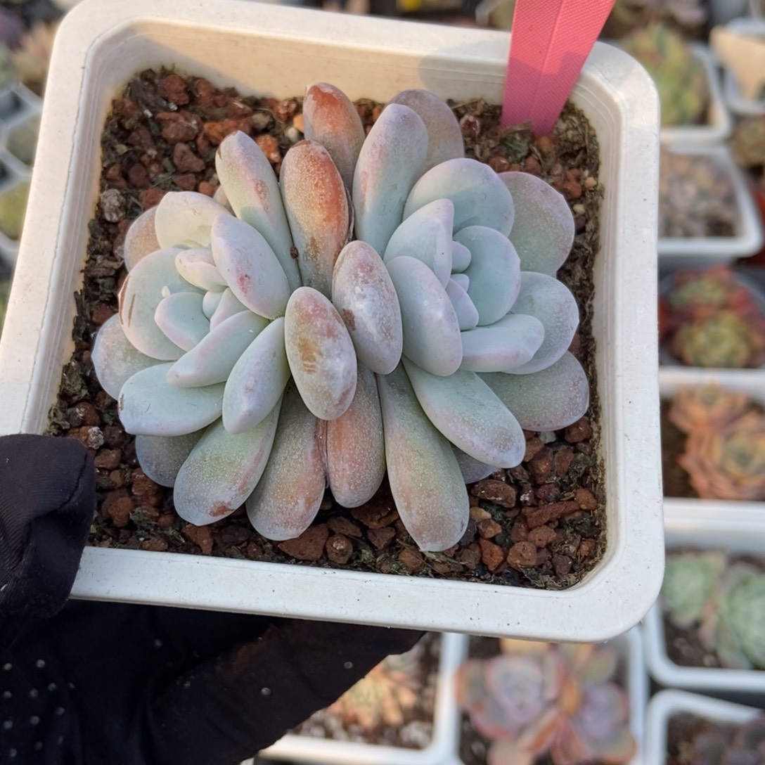 699雪莲多肉植物多肉