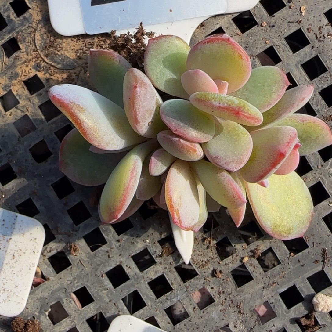 土****226号一物一拍特价福利