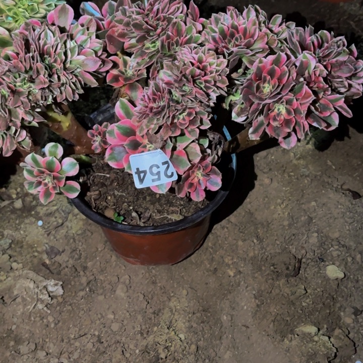 254妖月多肉植物不售后瑕疵处理