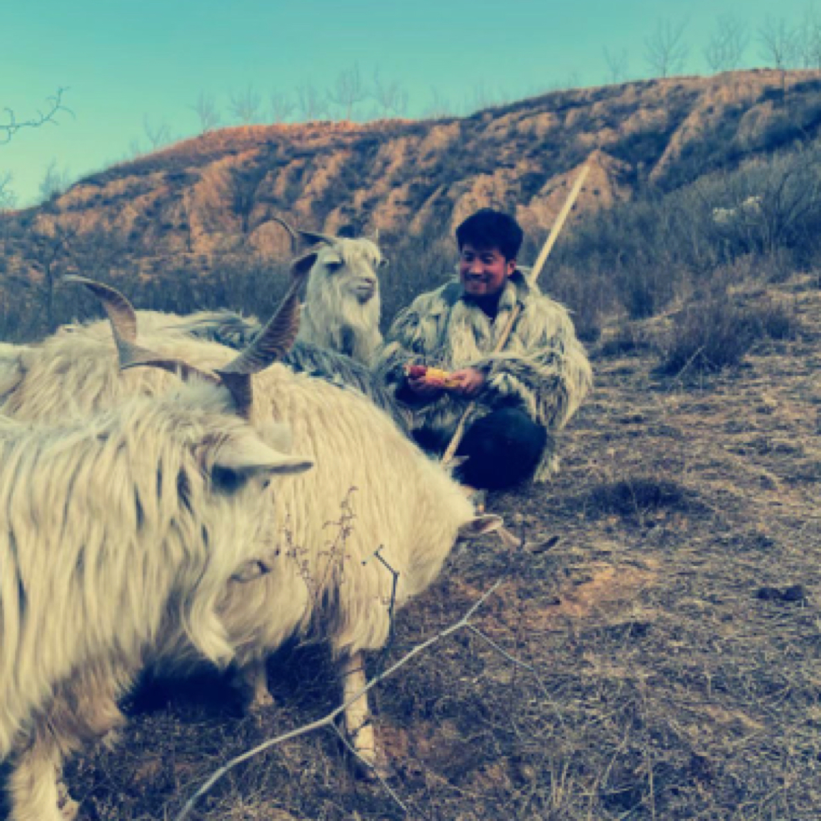 【陕北少安哥】陕北佳县羊肉