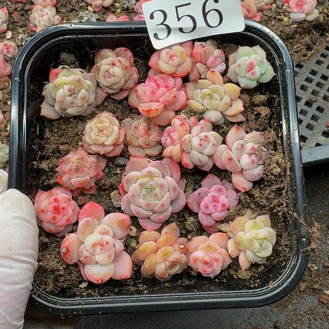 多肉植物多肉植物356