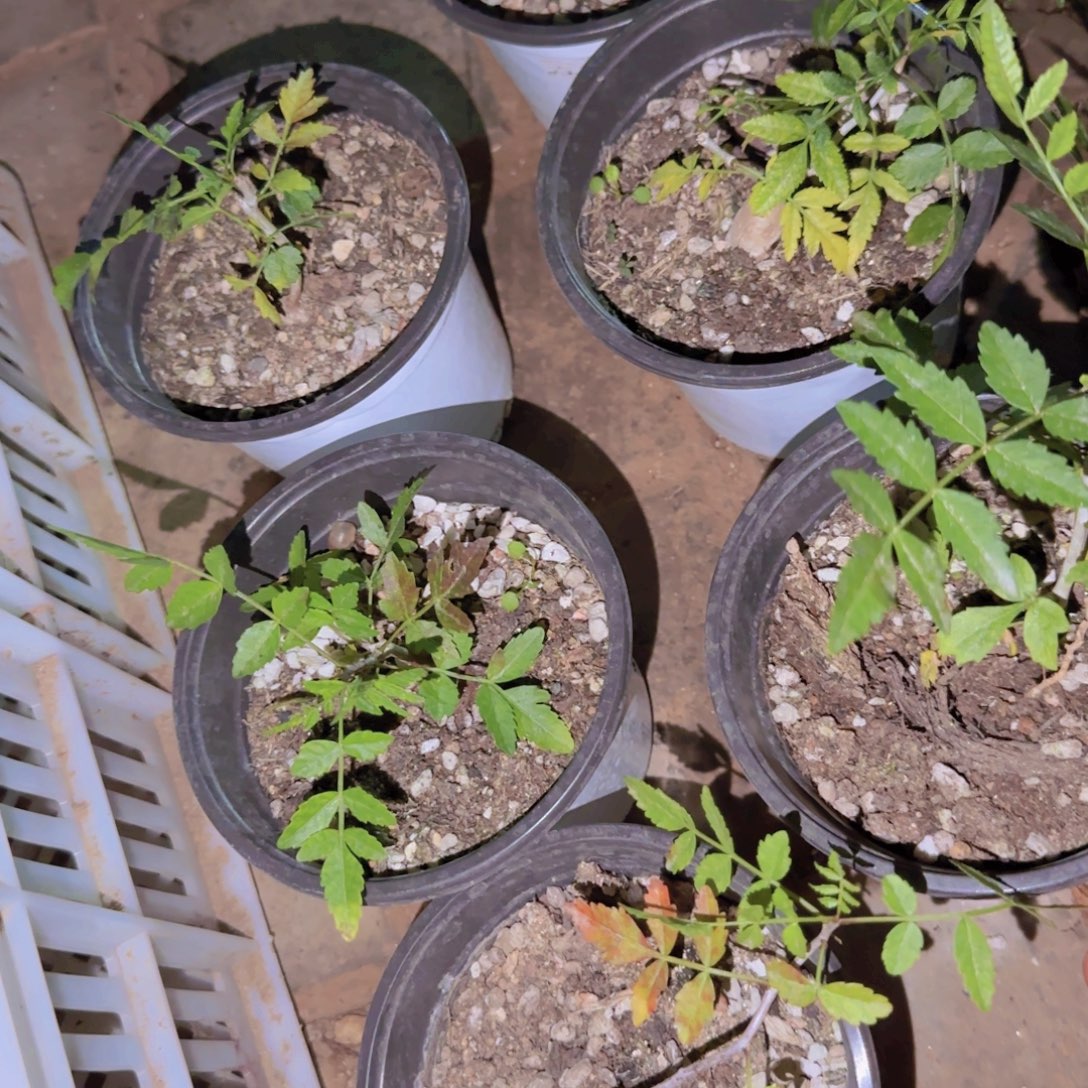 块根植物块根植物