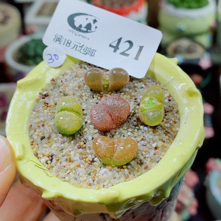 生石花花花花花花花421