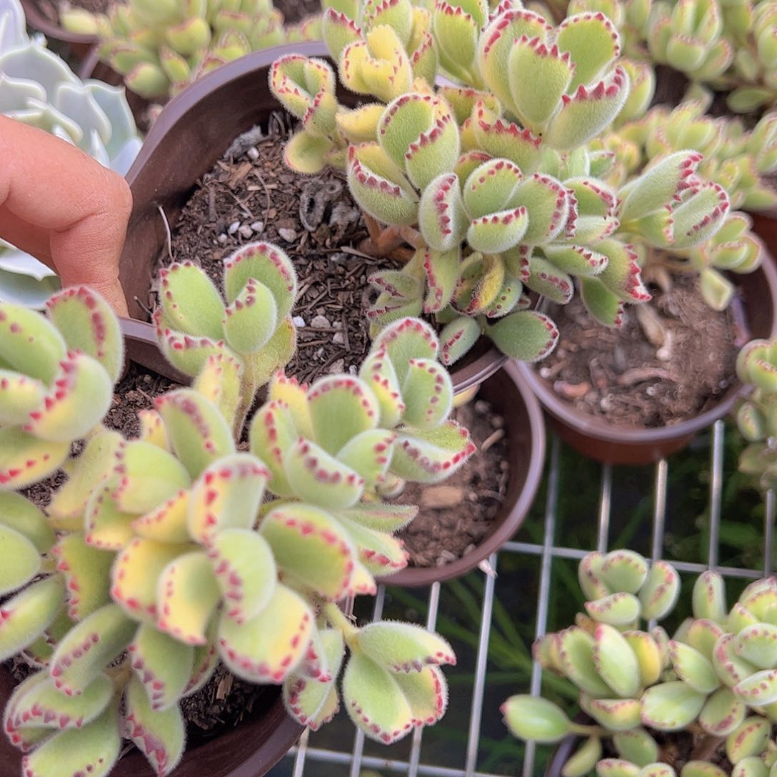 两盆黄熊 多肉植物