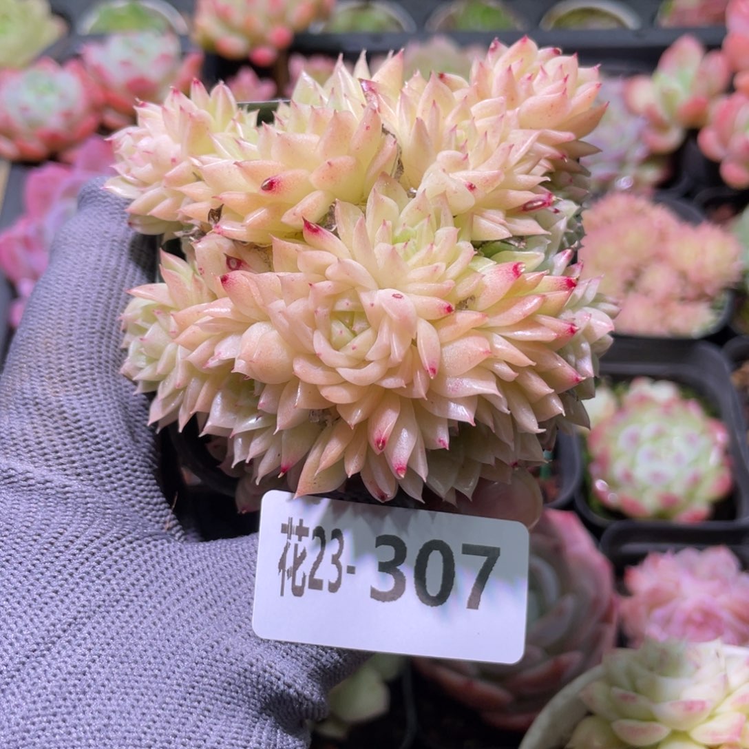 花利美23-307麦秆群