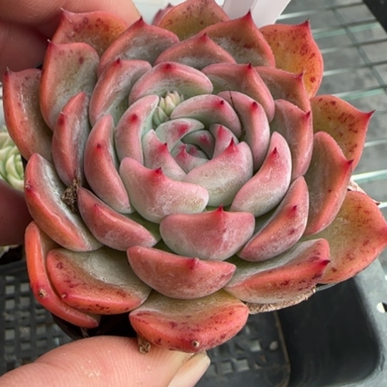 163卡洛琳一物一拍多肉