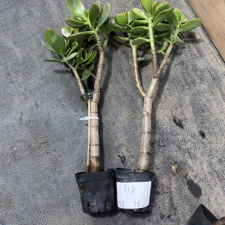 飞***店当前无花栽培后可以开花黄金18