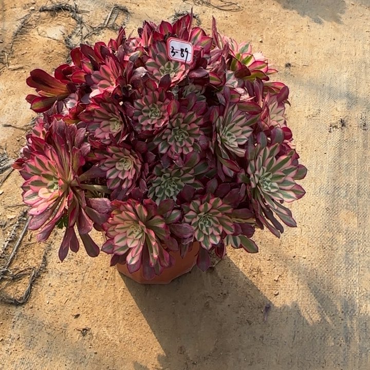 3-89红铜朵朵多肉植物