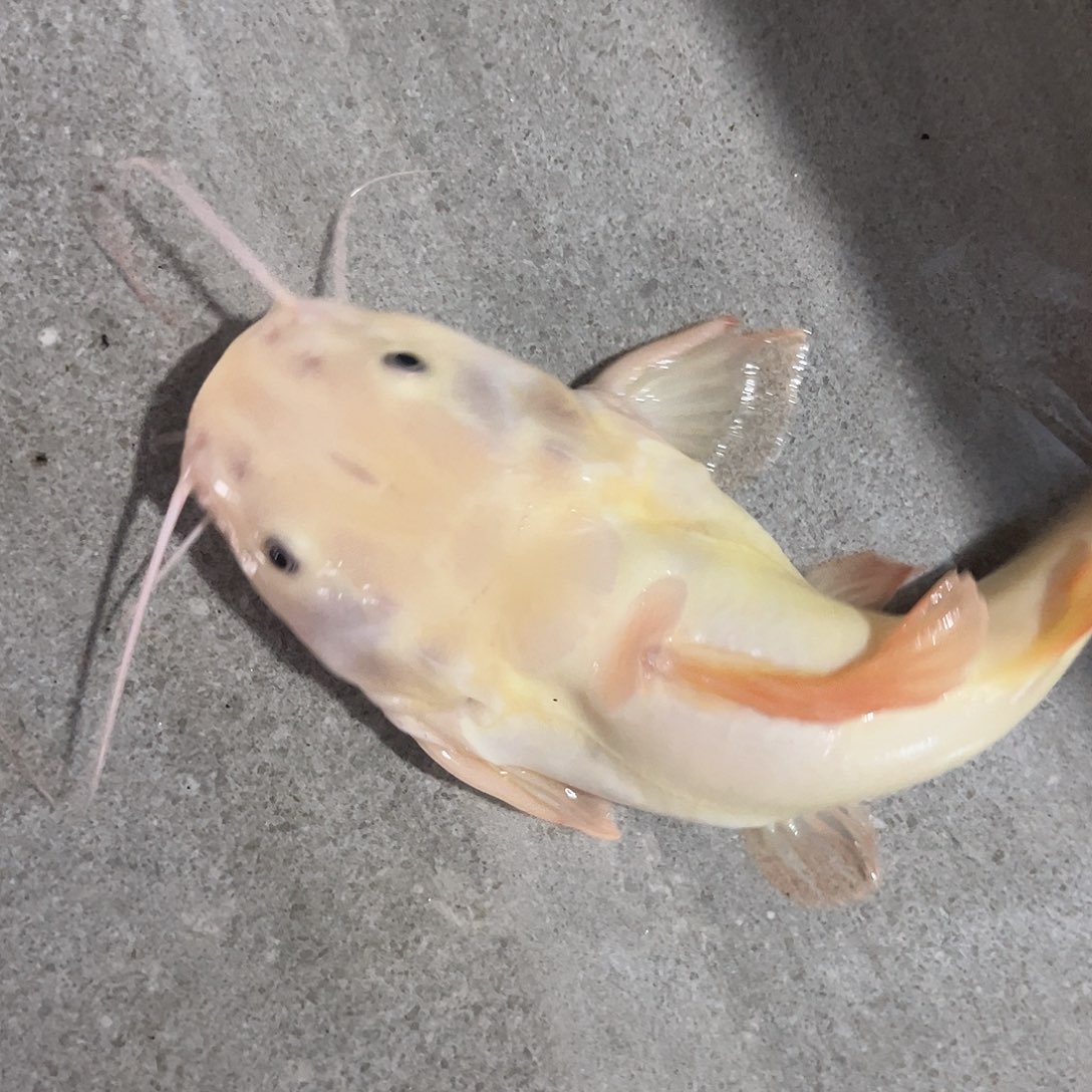 李***.工具鱼黄金招财猫微瑕一条