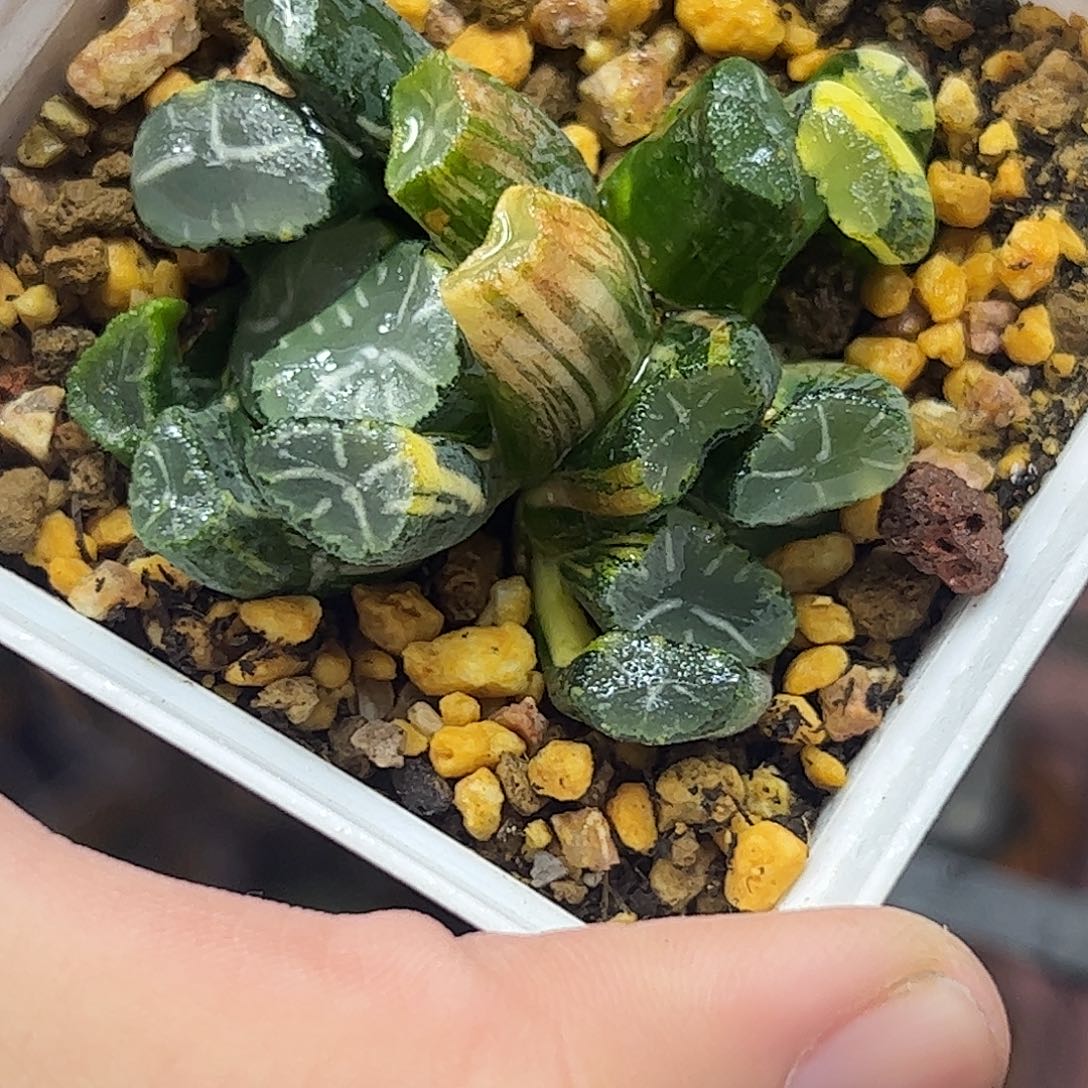 白妙实生锦群十二卷多肉植物