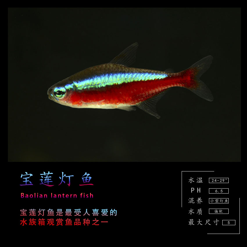 大号f1宝莲灯鱼明知山有虎观赏鱼