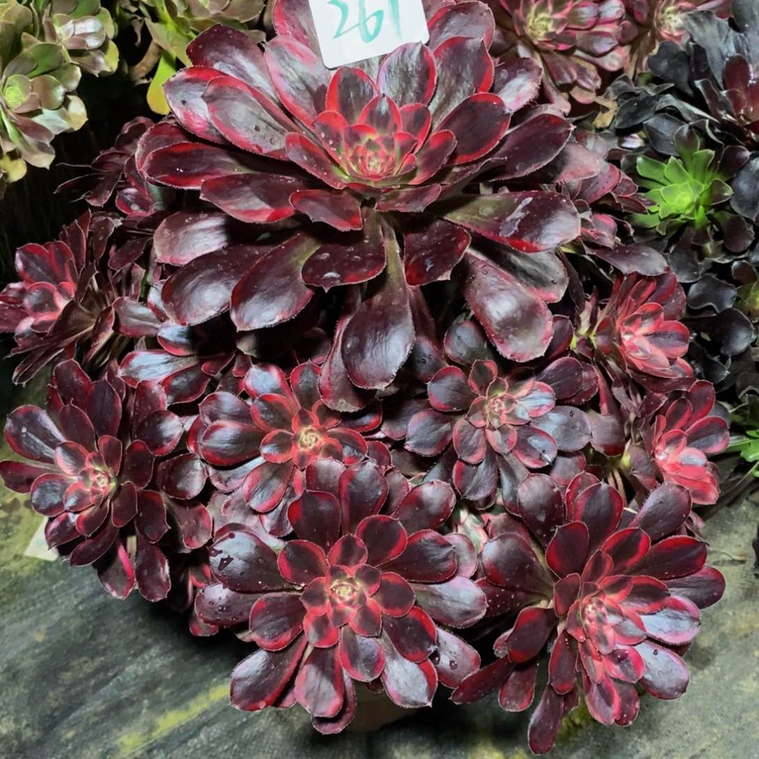 261号丽娜大颗法师多肉