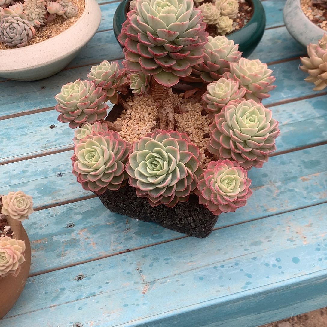 漠*哈密瓜多肉脱土