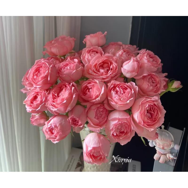 【醉湘芸】多头玫瑰 真花鲜切花云一单中通 拍够任意两单鲜花顺丰