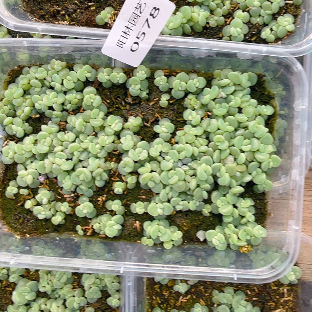 L***p多肉植物多肉植物578