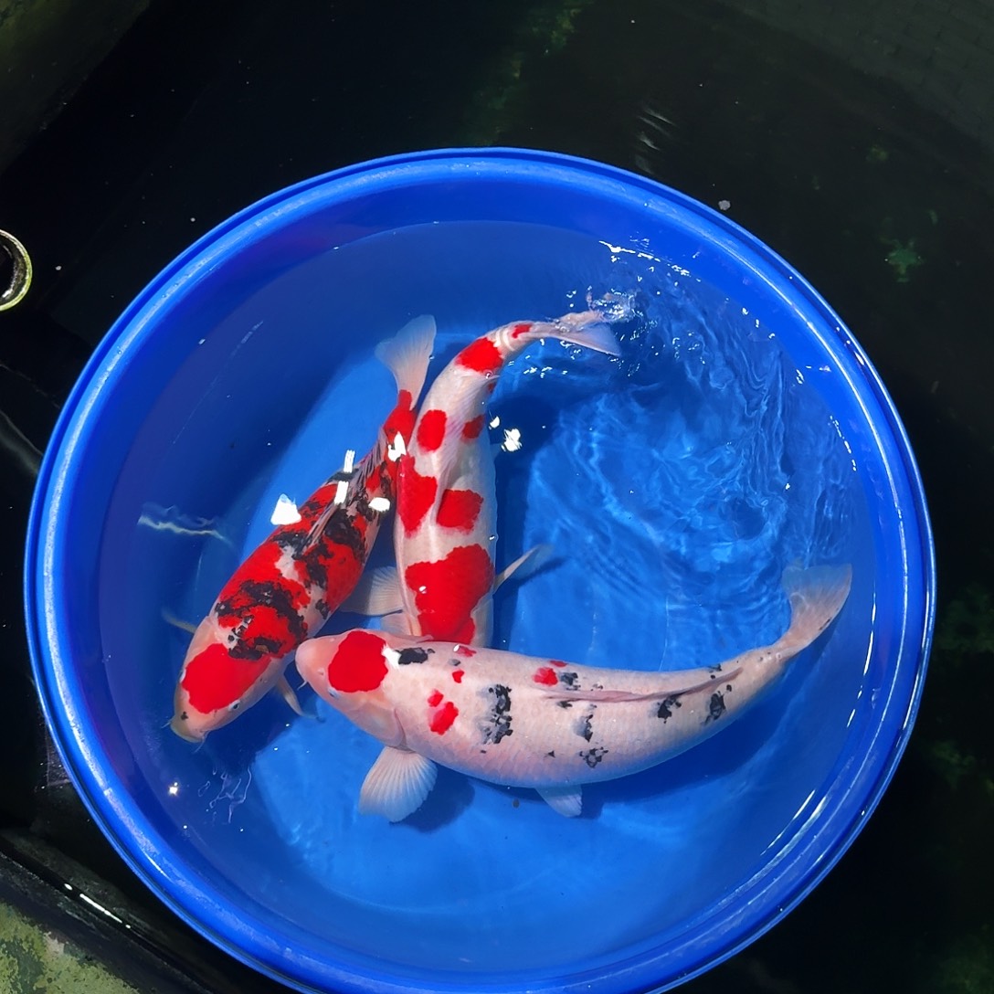 海水鱼锦鲤专拍链接