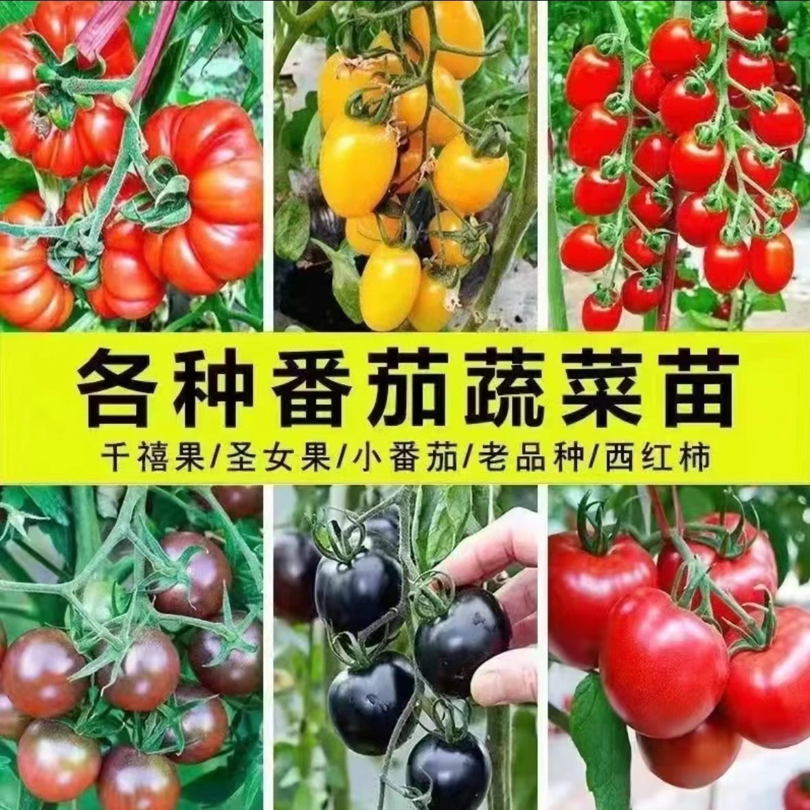 高产早熟大红番茄苗西红柿秧苗四季阳台庭院盆栽蔬菜籽种圣女果