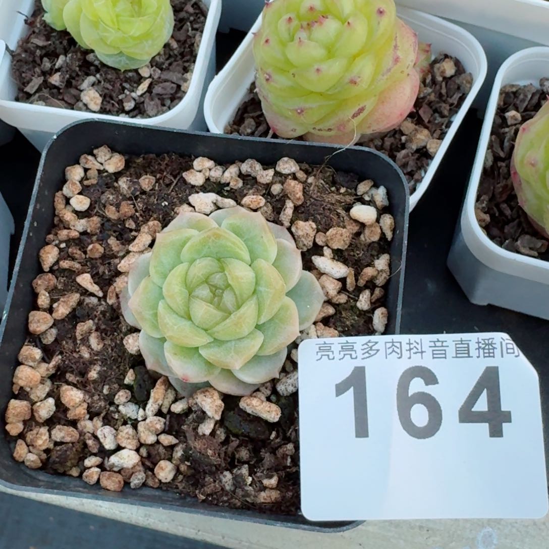 无尽灯单头老桩福利