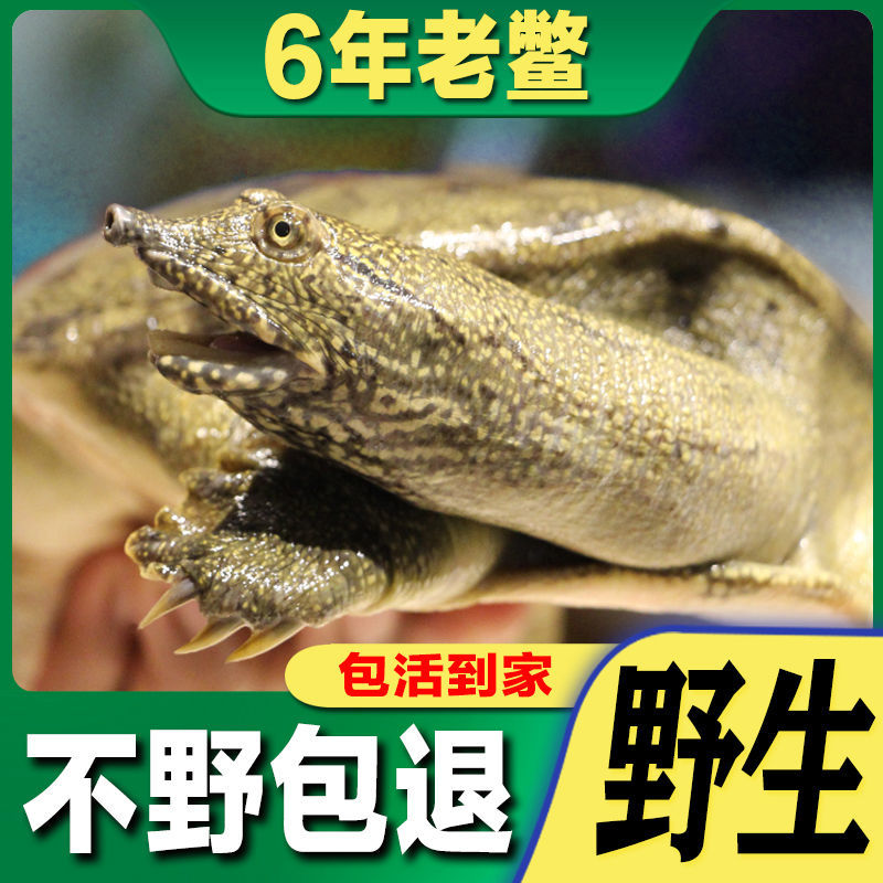 微山湖团鱼水鱼改价专用！