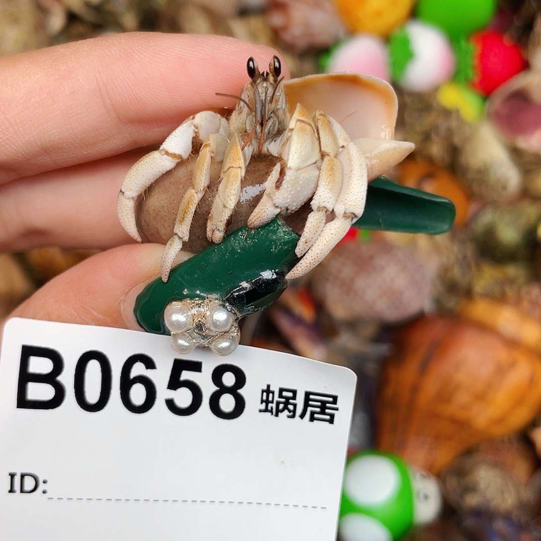 寄居蟹寄居蟹0658