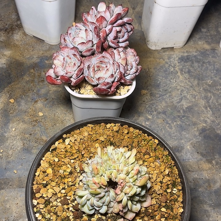 林****多肉植物全明星石化加冰魄缀化