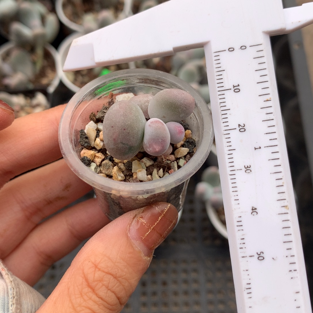 米可奶有锦纹 精品韩国奶酪多肉