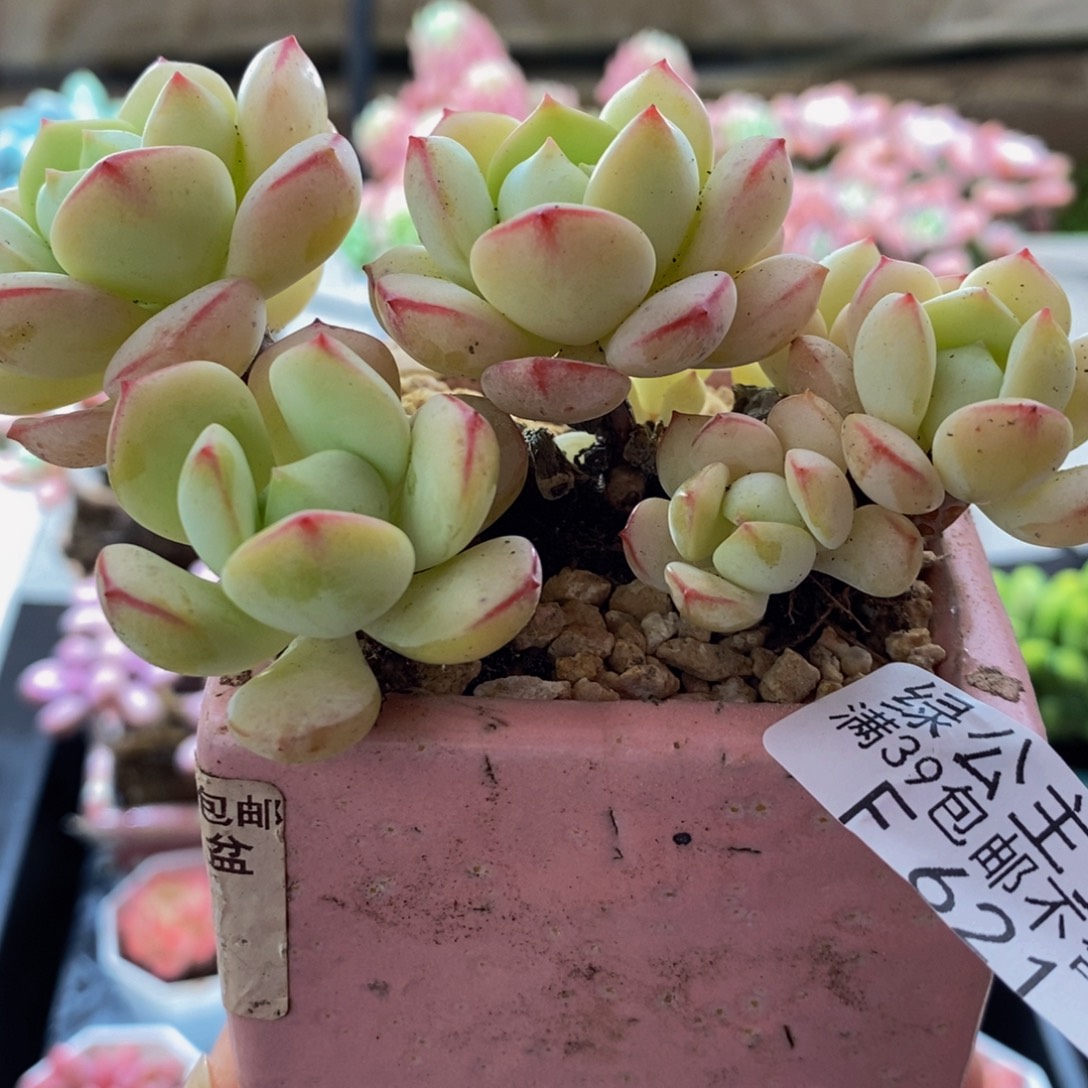 621香草10cm多肉有砍