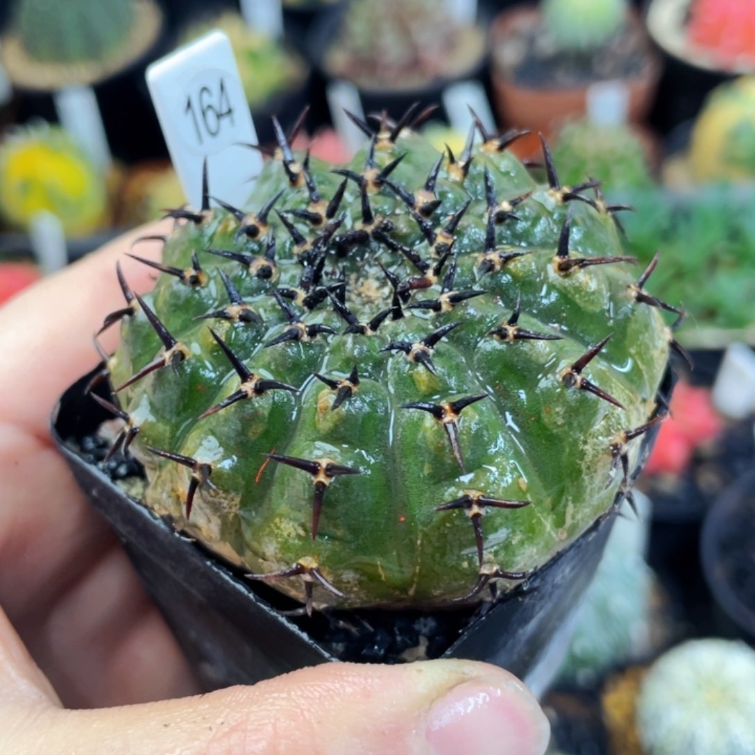 盆5公分满25包邮裸根发货